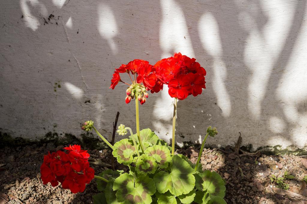 فيلا Family House Garden Ponta Delgada الغرفة الصورة